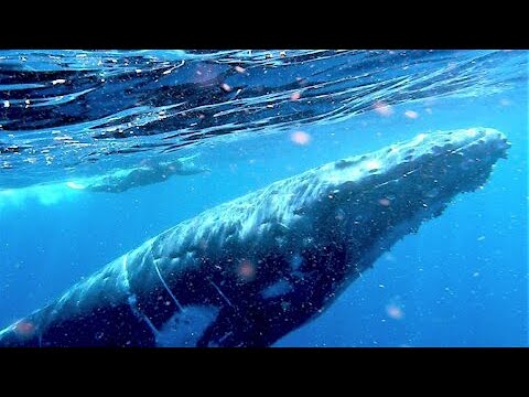 人懐っこいザトウクジラが女性に一生に一度の体験をさせてくれる