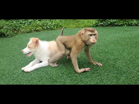 猿犬goちゃん　2体 s-l1200.png